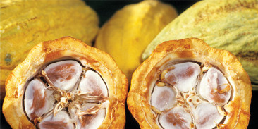 Cocoa beans grinding mill