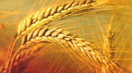 Explosion risk assessment for a system of barley powder transport to boiler co-combustion