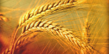 Explosion risk assessment for a system of barley powder transport to boiler co-combustion