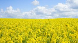 Explosion Risk Assessment – risk of explosion of dust in production of rapeseed oil for technical purposes