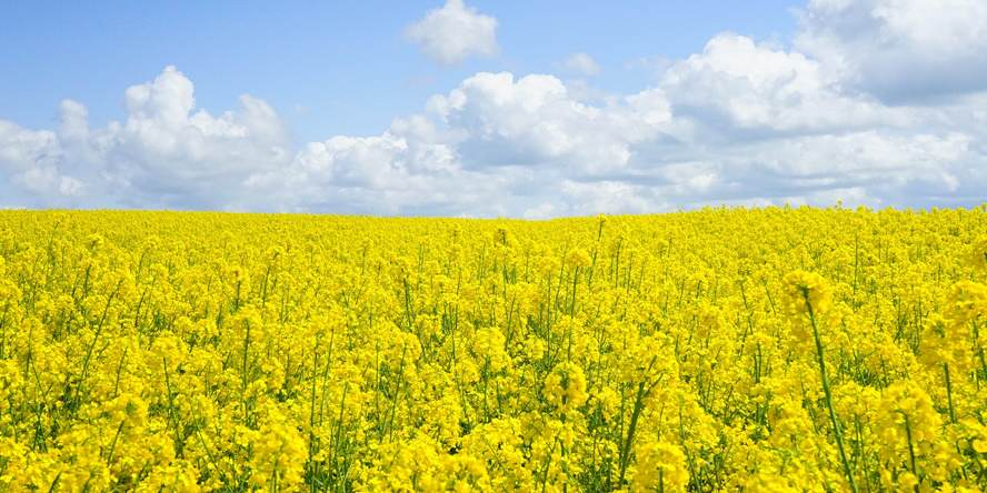 Explosion Risk Assessment – risk of explosion of dust in production of rapeseed oil for technical purposes